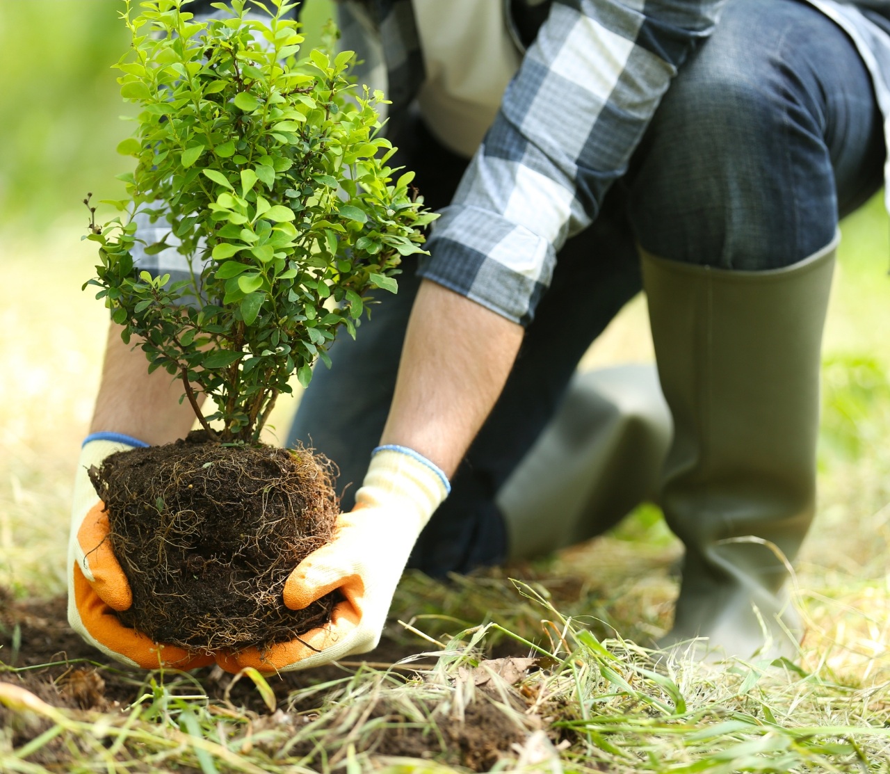 Ein Mann, der einen Gedenkbaum pflanzt